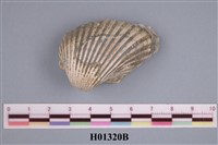 藏品(舟魁蛤)的圖片